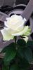 The Great White rose photo