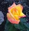 Mohana ® rose photo