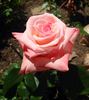 Here's Gert rose photo