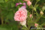 Peach Grootendorst rose photo