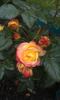 Bradford ™ rose photo