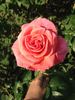 Sir Neville Marriner rose photo