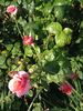 Sir Neville Marriner rose photo
