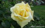 Zitronenfalter ® rose photo