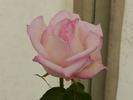 Sunderland Supreme rose photo