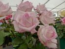 Sunderland Supreme rose photo