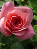 Frau Mahlzahn rose photo