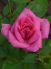 Frau Mahlzahn rose photo
