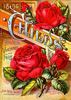 Meteor Cl. rose photo