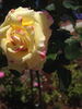 Orchard's Pride rose photo