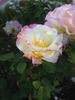 Orchard's Pride rose photo