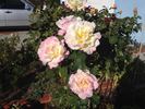 Orchard's Pride rose photo