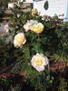 Orchard's Pride rose photo