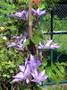Dorothy Walton clematis photo
