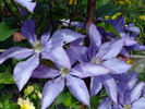 Dorothy Walton clematis photo