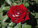 Jolene Adams rose photo