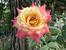 Classic Beauty ™ rose photo