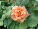 Indian Fema rose photo