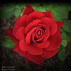 Red Scentsation ™ rose photo