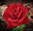 Red Scentsation ™ rose photo