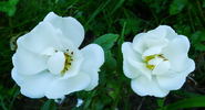 Tear Drop rose photo