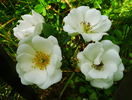 Tear Drop rose photo