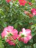 Mariandel 92 rose photo