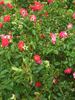 Mariandel 92 rose photo