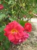 Mariandel 92 rose photo