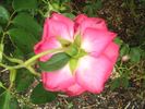 Mariandel 92 rose photo