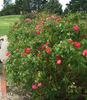 Mariandel 92 rose photo