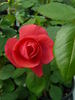 En Vogue rose photo
