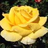 Sunny Delight rose photo