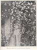 Bennett's Seedling rose photo