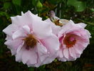Frau Oberhofgärtner Singer rose photo