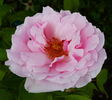 Frau Oberhofgärtner Singer rose photo