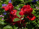 Pride of England rose photo