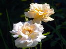 Folk Singer rose photo