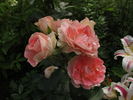 Jet Set rose photo