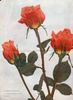 Katharine Pechtold rose photo