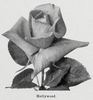 Hollywood rose photo