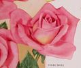 Yours Truly rose photo