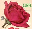 San Fernando rose photo