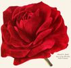 David O. Dodd rose photo