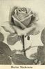 Hector Mackenzie rose photo