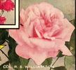 Colonel R.S. Williamson rose photo