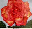 Fascinating rose photo