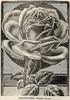 Emile Gonin rose photo