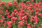 Deseo rose photo