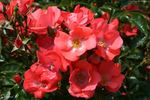 Deseo rose photo